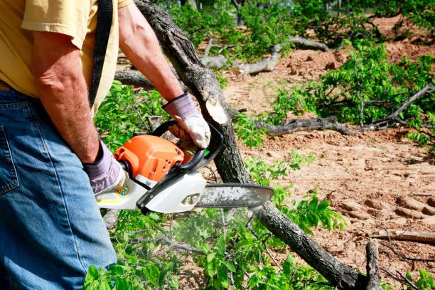 Best Tree Trimming and Pruning  in USA